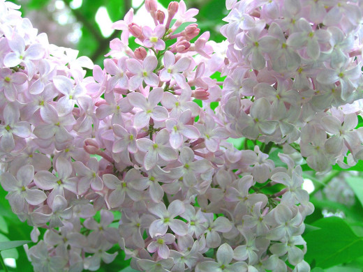 419642 (a): :1024x768